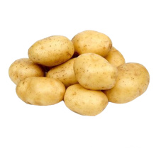 Wholesale bulk potato specification
